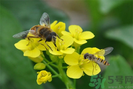 被蜜蜂蟄了怎么辦？被蜜蜂蟄了如何處理？
