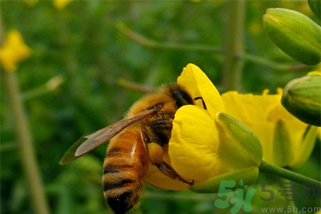 被蜜蜂螫了有什么表現？被蜜蜂螫了的癥狀是什么？