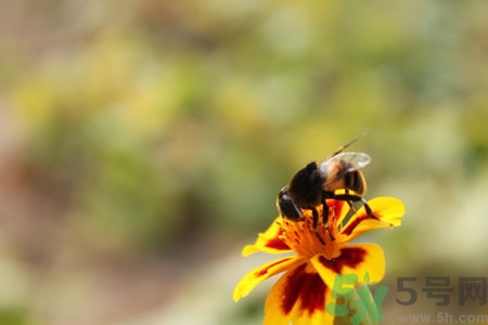 被蜜蜂螫了有什么表現(xiàn)？被蜜蜂螫了的癥狀是什么？