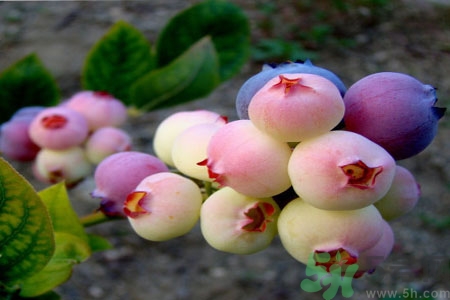 怎么挑選藍(lán)莓？藍(lán)莓怎么保存？