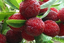 楊梅怎么洗？楊梅怎么保存？