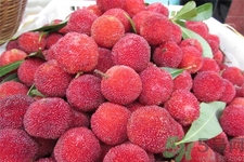 楊梅怎么洗？楊梅怎么保存？