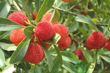 楊梅怎么洗？楊梅怎么保存？