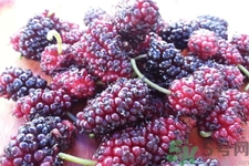 桑葚怎么洗？桑葚怎么保存？