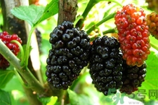 桑葚怎么洗？桑葚怎么保存？