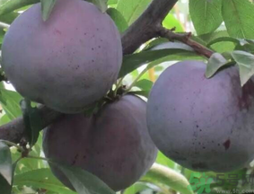 吃黑布林會上火嗎？黑布林吃多了會怎樣？