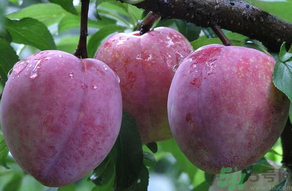 黑布林可以放冰箱嗎？黑布林放冰箱變色怎么回事？