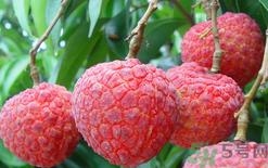 黑布林可以放冰箱嗎？黑布林放冰箱變色怎么回事？