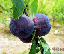 孕婦可以吃黑布林嗎？孕婦吃黑布林的好處？