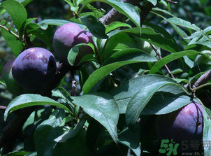 吃黑布林需要削皮嗎？黑布林皮可以吃嗎？