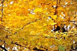 立秋貼秋膘吃什么？貼秋膘吃什么？