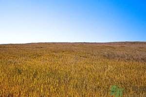 立秋為什么要吃西瓜？立秋吃羊肉好嗎？