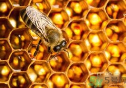 蜂膠有激素嗎？蜂膠吃多了會怎樣？