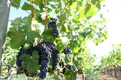 葡萄不能和什么一起吃？葡萄的食用禁忌