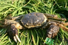 新鮮螃蟹該如何保存？熟螃蟹怎么存放？