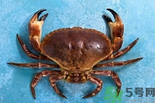 新鮮螃蟹該如何保存？熟螃蟹怎么存放？