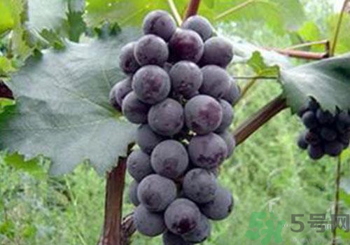 葡萄外面白色的東西是什么？葡萄外面白色的東西可以吃嗎？