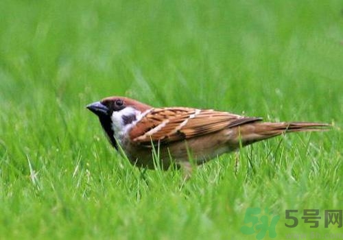 麻雀肉的功效與作用 麻雀肉有什么作用？