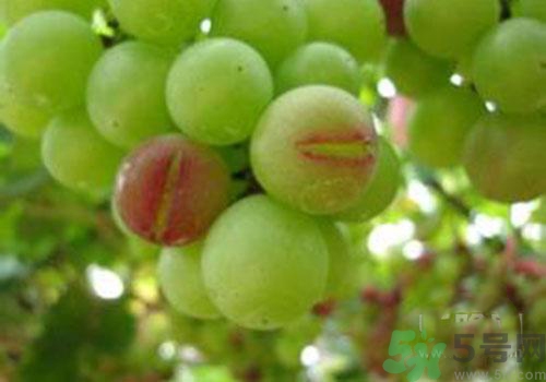 葡萄裂開(kāi)了是怎么回事？葡萄裂開(kāi)了能吃嗎？