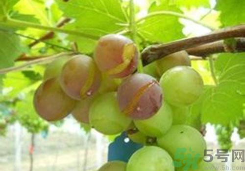 葡萄裂開(kāi)了是怎么回事？葡萄裂開(kāi)了能吃嗎？