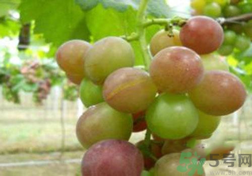 葡萄裂開(kāi)了是怎么回事？葡萄裂開(kāi)了能吃嗎？