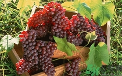 葡萄可以冷凍嗎?葡萄冷凍后還能吃嗎? 葡萄可以冷凍嗎?葡萄冷凍后還能吃嗎?