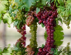 葡萄可以冷凍嗎?葡萄冷凍后還能吃嗎? 葡萄可以冷凍嗎?葡萄冷凍后還能吃嗎?