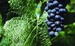 吃葡萄有什么好處?葡萄的功效與作用 吃葡萄有什么好處?葡萄的功效與作用