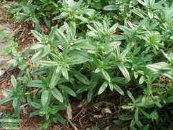 毛妮菜的營(yíng)養(yǎng)價(jià)值 毛妮菜的功效與作用