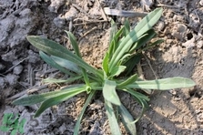 毛妮菜的營(yíng)養(yǎng)價(jià)值 毛妮菜的功效與作用