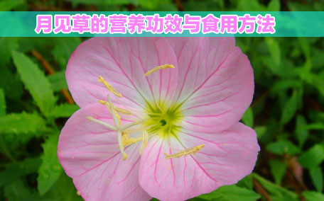 月見草膠囊感冒能吃嗎？感冒能吃月見草膠囊嗎？