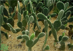 帶狀皰疹怎么辦？帶狀皰疹偏方