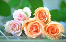 玫瑰花怎么養(yǎng)久一點?玫瑰花的養(yǎng)護(hù) 玫瑰花怎么養(yǎng)久一點?玫瑰花的養(yǎng)護(hù)