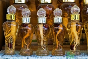 人參能生吃嗎？人參能泡水喝嗎？