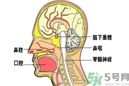 鼻咽癌的治療方法是什么？鼻咽癌可以用什么藥物治療？