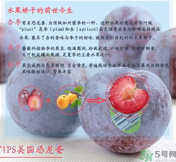 恐龍蛋水果孕婦可以吃嗎？恐龍蛋的禁忌