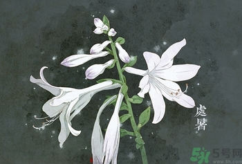 處暑吃什么？處暑食療