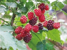 孕婦可以吃覆盆子嗎?孕婦吃覆盆子會(huì)怎樣? 孕婦可以吃覆盆子嗎?孕婦吃覆盆子會(huì)怎樣?