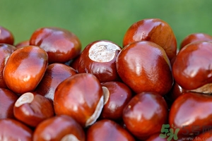 板栗皮可以吃嗎？板栗皮的功效與作用