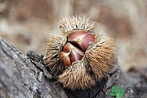 新鮮板栗什么時候成熟？新鮮板栗怎么保存？