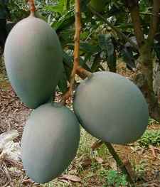 青芒和黃色芒果哪個(gè)好？青芒和黃色芒果的區(qū)別