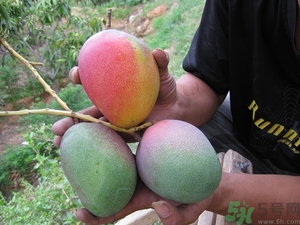 青芒和黃色芒果哪個(gè)好？青芒和黃色芒果的區(qū)別