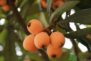 吃枇杷能止咳嗎？枇杷的功效與作用