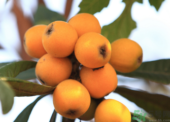 吃枇杷能止咳嗎？枇杷的功效與作用