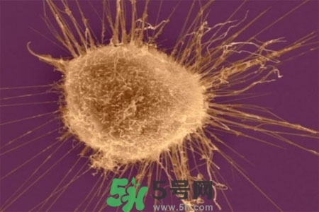 不宜過多食用辣椒的人群有哪些？夏天吃辣椒的好處有哪些？