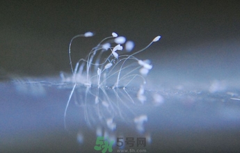 優(yōu)曇花是什么花？優(yōu)曇花現(xiàn)實中有嗎？