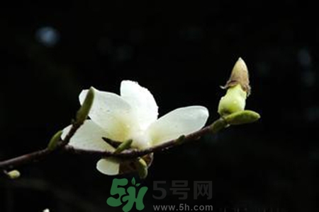 優(yōu)曇花是什么花？優(yōu)曇花現(xiàn)實中有嗎？