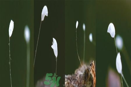 優(yōu)曇花是什么花？優(yōu)曇花現(xiàn)實中有嗎？