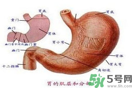 哪些食物幫你在酒后保養(yǎng)胃部？養(yǎng)胃護胃的誤區(qū)是什么？