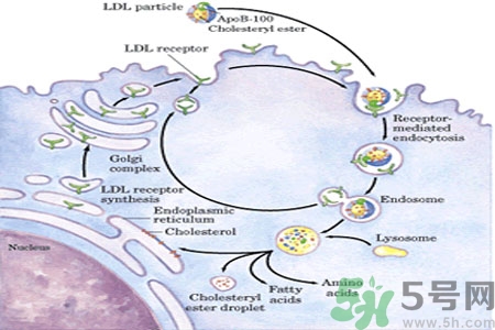 人體中的膽固醇分好壞嗎？如何區(qū)分膽固醇的好壞？